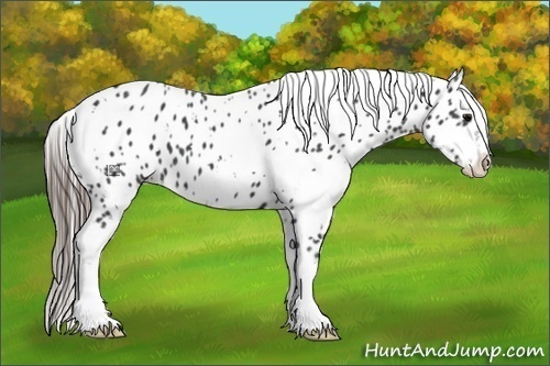 Horse Color:White Spotted Black Sabino Appaloosa 