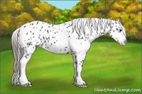 Horse Color:White Spotted Black Sabino Appaloosa