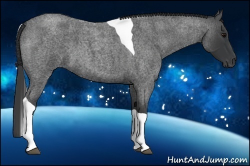 Horse Color:Blue Roan Tobiano 