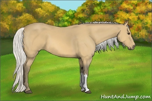 Horse Color:Silver Buckskin 