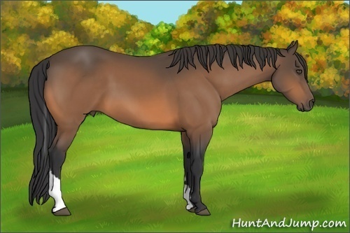 Horse Color:Buckskin Tobiano 