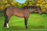 Horse Color:Buckskin Tobiano