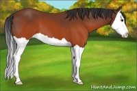 Horse Color:Brown Splash