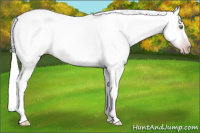 Horse Color:Gray White Spotted Amber Champagne Splash Rabicano