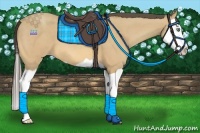 Horse Color:Amber Cream Champagne Splash 