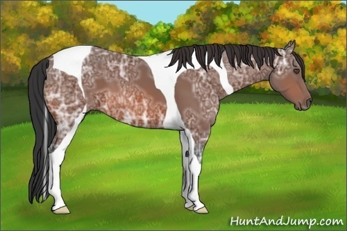 Horse Color:Bay Ice Tobiano