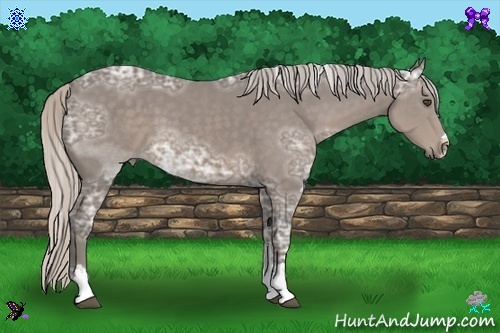 Horse Color:Silver Black Ice Sabino 