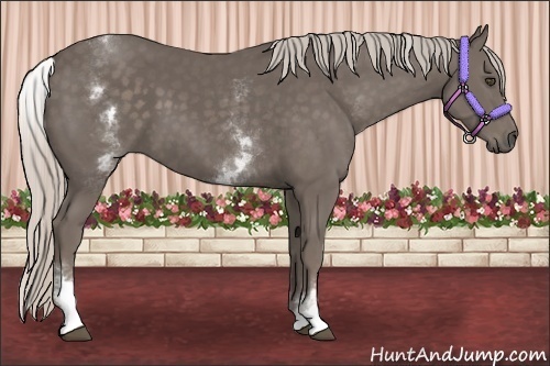 Horse Color:White Spotted Silver Black 