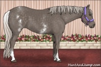 Horse Color:White Spotted Silver Black 