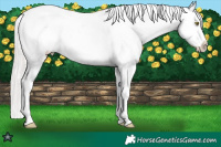 Horse Color:Silver Sable Champagne Ice Roan Appaloosa 