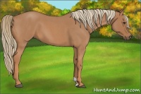Horse Color:Red Roan 