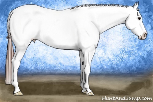 Horse Color:White Spotted Brown Blanket 