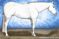 Horse Color:White Spotted Brown Blanket