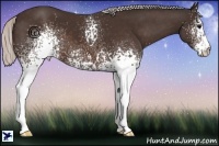 Horse Color:White Spotted Silver Brown