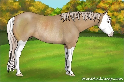 Horse Color:Palomino Splash Rabicano 