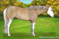 Horse Color:Palomino Splash Rabicano