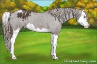 Horse Color:Liver Chestnut Splash Appaloosa 