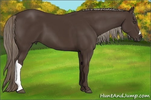 Horse Color:Liver Chestnut 