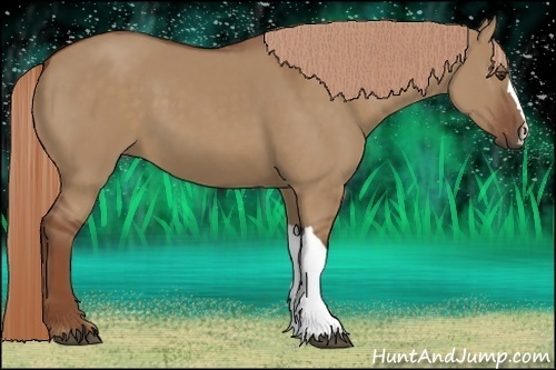 Horse Color:Red Dun