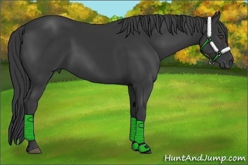 Horse Color:Black 