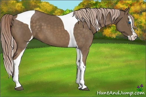 Horse Color:Chocolate Palomino Splash Tobiano 