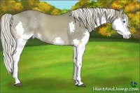 Horse Color:Chocolate Palomino Splash 