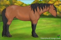 Horse Color:Bay Rabicano 