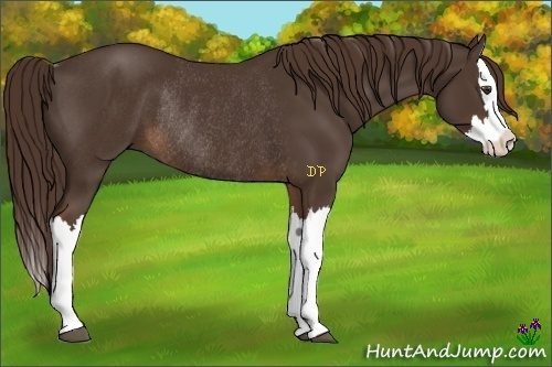 Horse Color:Liver Chestnut Splash Rabicano