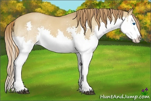 Horse Color:Red Dun Roan Splash 