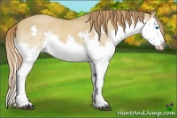 Horse Color:Red Dun Roan Splash 