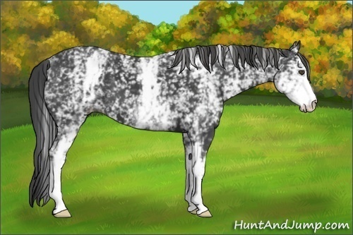 Horse Color:White Spotted Smoky Black