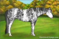 Horse Color:White Spotted Smoky Black