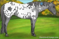 Horse Color:Blue Roan Appaloosa