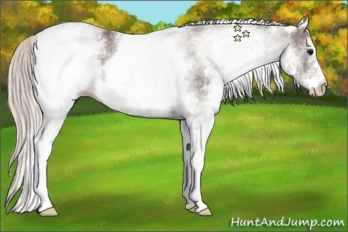 Horse Color:White Spotted Silver Black 