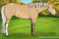 Horse Color:Silver Buckskin 