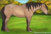 Horse Color:Amber Champagne Roan
