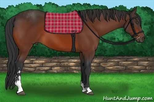 Horse Color:Bay Sabino 