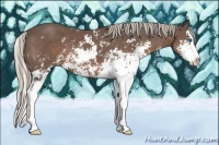Horse Color:Silver Black Sabino Splash