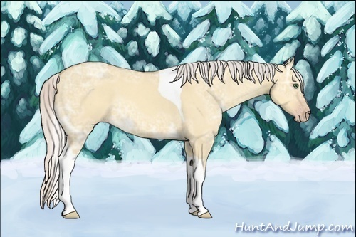 Horse Color:Silver Classic Champagne Ice Dun Sabino Tobiano 