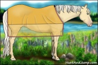 Horse Color:Gold Cream Champagne Dun 