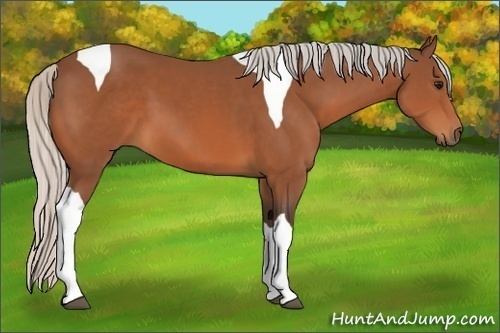 Horse Color:Silver Bay Tobiano 