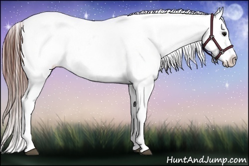 Horse Color:Bay Roan Appaloosa 