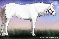 Horse Color:Bay Roan Appaloosa 