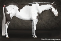 Horse Color:White Spotted Liver Chestnut Frame 