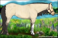 Horse Color:Buckskin Roan Dun 