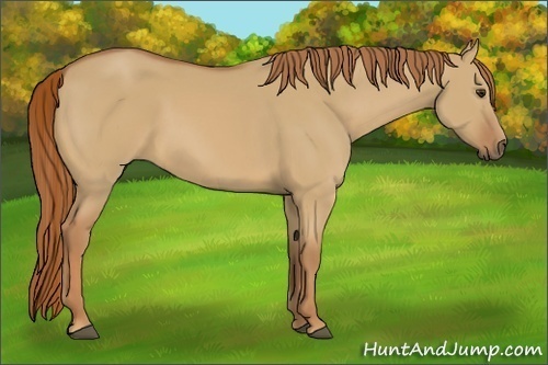 Horse Color:Red Dun