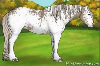 Horse Color:White Spotted Silver Grullo 