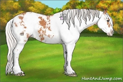 Horse Color:Silver Bay Sabino 