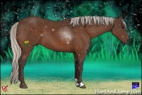 Horse Color:Silver Bay Sabino