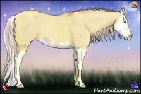 Horse Color:Gold Champagne Dun Sabino Splash 